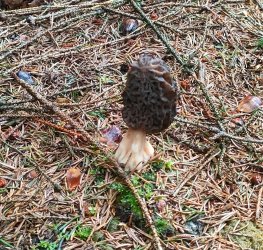 Morchella conica_in_situ_00.jpg