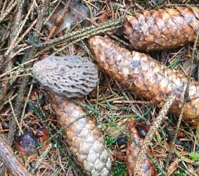 Morchella conica_in_situ_01.jpg