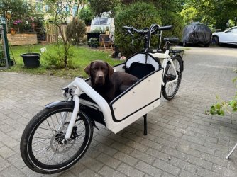 bullitt mit hund.jpg